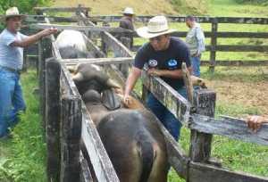 Controlan rabia bovina en Guatemala y levantan cuarentena