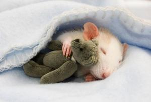 ¿Adorable? Pequeñas ratas duermen con sus propios ositos (Fotos)