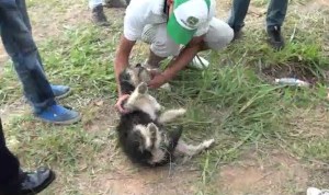 Hasta el más inocente sufre la represión de la GNB… Herido perrito con perdigones (Video)