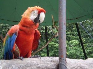 Denuncian maltrato animal en el zoológico de Capacho