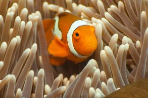 Peces payaso como Nemo nadan enormes distancias cuando son bebés