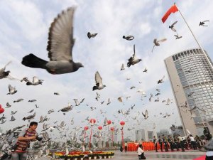 Diez mil palomas sometidas a chequeo de seguridad anal para el Día Nacional de China