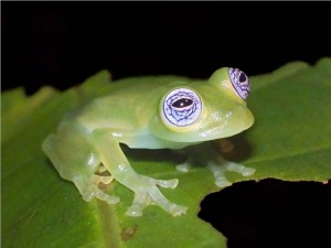 Descubren la “rana de cristal” en Costa Rica