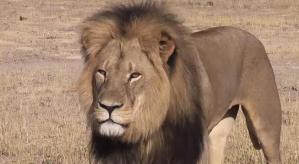 El consultorio del dentista que mató al león Cecil reabrió sus puertas