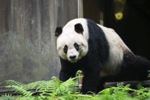 El oso panda vuelve al parque nacional de Shennongjia más de un siglo después