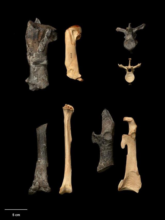  Una especie gigante de pingüinos, que tenían el tamaño de un hombre adulto, habitó Nueva Zelanda hace entre 55 y 60 millones de años. Un grupo de investigadores de Alemania y Nueva Zelanda reveló, en un estudio publicado en la revista científica Nature Communications, la existencia de este pingüino que medía 1,65 metros en pie y pesaba unos 100 kilogramos. En la foto, comparativa de los huesos del pingüino Kuminamu biceae (oscuros),que alcanzaba los 1,65 metros de altura y vivió en Nueva Zelanda hace 55 millones de años, y huesos del pingüino emperador (pálido), el de más tamaño en la actualidad con 1,22 metros. EFE/Jean-Claude 