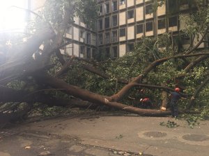 Reabren paso en Sabana Grande tras levantar árbol caído desde el sábado