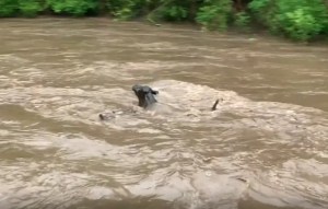 El momento en que un rebaño de vacas es arrastrado por un río (VIDEO)