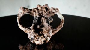 Cómo la vida en la Tierra sobrevivió al asteroide que eliminó a los dinosaurios