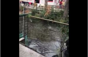 El instante en que el terremoto en México causó que los peces saltaran del agua (Video)