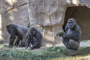 El zoológico de San Diego dice que los gorilas se están recuperado del Covid-19