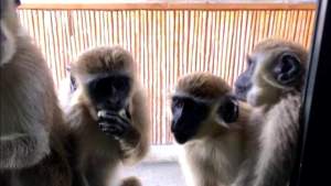 Cerca del aeropuerto de Florida crece una colonia de monos muy amigables (Video)