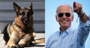 Los perros del presidente Biden, Champ y Major, ya se encuentran en la Casa Blanca