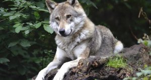 Lobos atacaron ferozmente a una empleada de un parque en Carolina del Norte