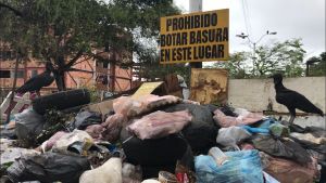 En Ciudad Guayana la gente convive con los zamuros: hay montones de basura por doquier