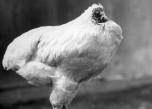 La vida y triste final de la gallina que pasó moviéndose más de un año sin cabeza