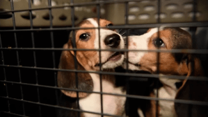Miles de cachorros beagles que estaban destinados a experimentos en EEUU buscan hogar