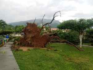 Mérida: Vientos huracanados y lluvias causaron estragos en Santa Elena de Arenales