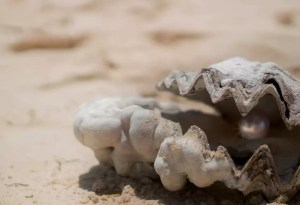 Cena gratis: Se fue a comer ostras en un resort de Delaware y encontró una perla de miles de dólares