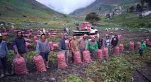 Productores agrícolas del páramo merideño “andan pariendo” para transportar las hortalizas (FOTOS)