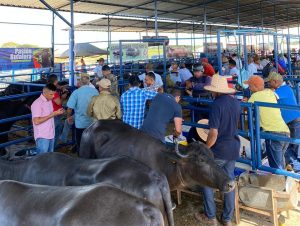 La cría de búfalos se potencia en Apure: Una opción rentable para familias y pequeños productores