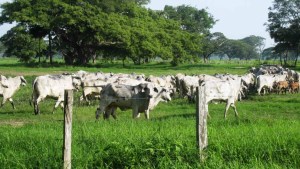 Ganaderos en Carabobo con grandes expectativas para exportar carne en 2023