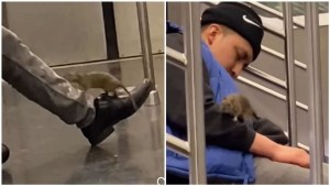 El VIDEO de una rata que trepa por el cuerpo de un hombre dormido en el metro de Nueva York