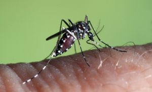 Dengue ataca a niños de Capitanejo en Barinas y en el hospital “no hay insumos”