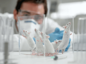 Experimentación en animales: qué papel juega la tecnología para evitar esta práctica