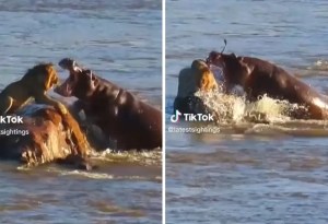 Impactante pelea entre un hipopótamo y un león causa sensación en redes (VIDEO)