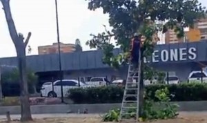 Ecocidio al este de Barquisimeto: denuncian tala de numerosos árboles en la avenida Los Leones