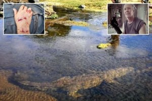 Momento de terror: Guía turístico fue arrastrado bajo el agua por un enorme cocodrilo