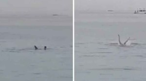 Autoridades cazaron y mataron al tiburón que devoró a un turista ruso en Egipto
