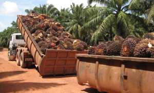 Productores de palma aceitera en el Zulia anuncian hora cero