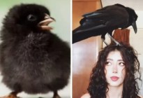 VIRAL: Compró un pollito negro, le “creció de más” y resultó ser un cuervo (VIDEO)