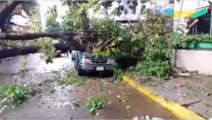 Fuerte aguacero con vientos huracanados provocó el derribo de varios árboles en Los Chaguaramos #28Sep (VIDEO)