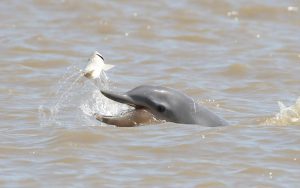 Fascinante avistamiento de delfines en el lago de Maracaibo captado en VIDEOS virales