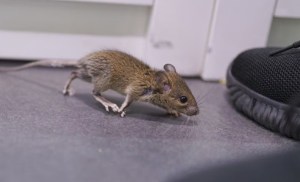Lo que se debe poner en la puerta de la casa para evitar que entren los ratones
